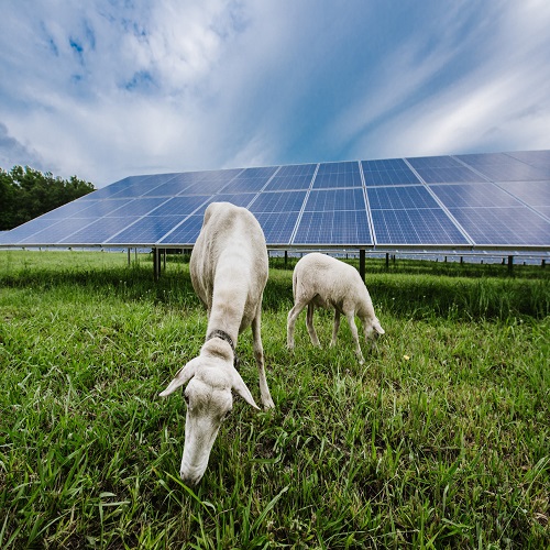 オーストラリアの農業PVスタートアップは、1GWの太陽光発電を達成することを目指しています