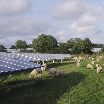 太陽光発電所を求めて羊