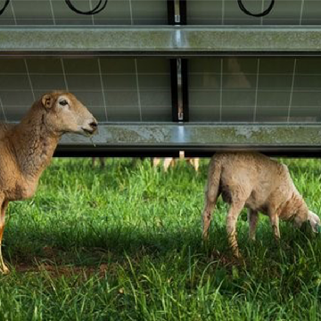 太陽光パネルを増や草のための羊や牛の90%